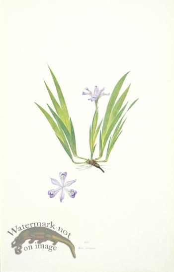Dykes Iris 31